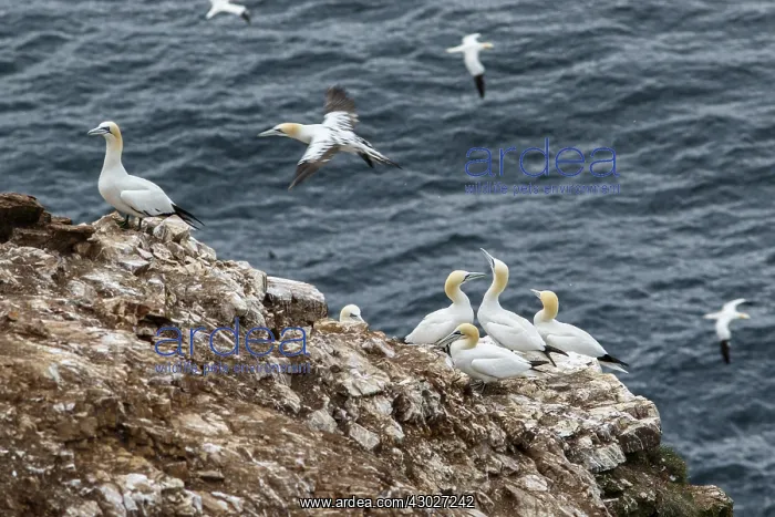 : Northern Gannet - on cliff - RSPB Troup Head Nature : Northern Gannet - on cliff - RSPB Troup Head Nature