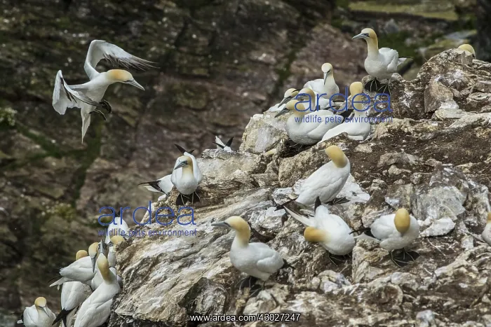 : Northern Gannet - on cliff - RSPB Troup Head Nature : Northern Gannet - on cliff - RSPB Troup Head Nature