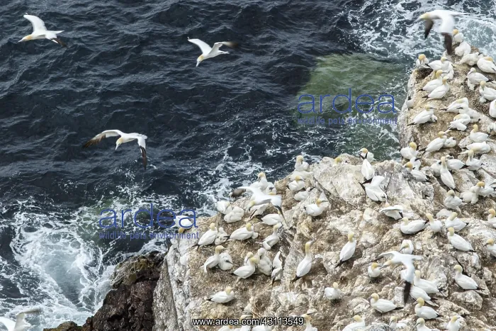 : Northern Gannet - on cliff - RSPB Troup Head Nature : Northern Gannet - on cliff - RSPB Troup Head Nature