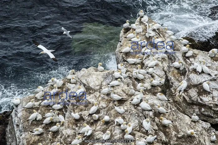 : Northern Gannet - on cliff - RSPB Troup Head Nature : Northern Gannet - on cliff - RSPB Troup Head Nature