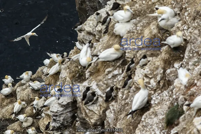 : Northern Gannet - on cliff - RSPB Troup Head Nature : Northern Gannet - on cliff - RSPB Troup Head Nature