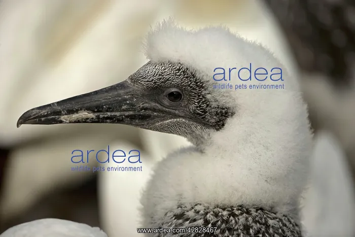 : Northern Gannet - Close up of head of young gannet : Northern Gannet - Close up of head of young gannet