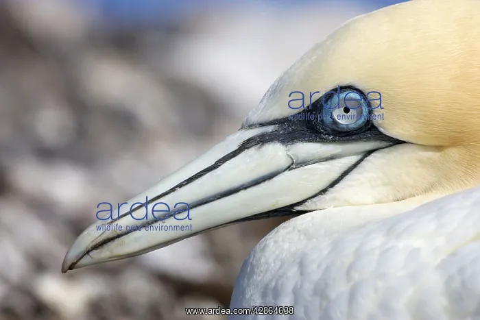 : Northern Gannet - Close -Up of bird sitting on eggs : Northern Gannet - Close -Up of bird sitting on eggs