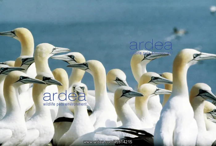 : Northern GANNET - COLONY : Northern GANNET - COLONY