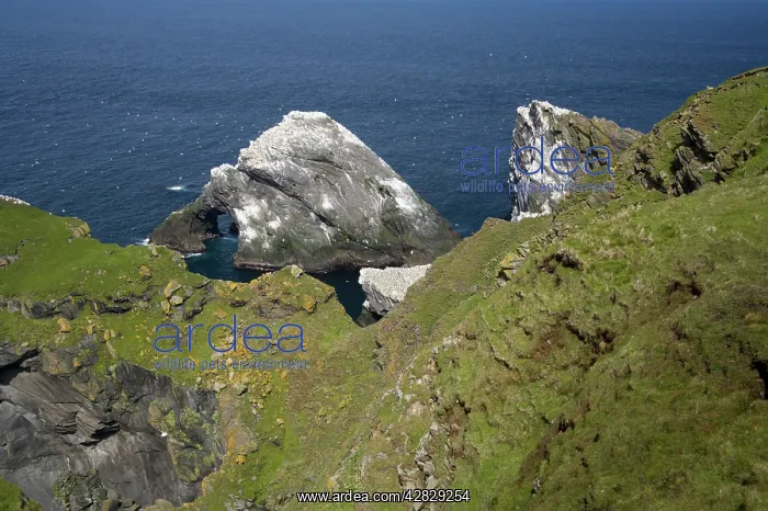 : Northern GANNET - Colony : Northern GANNET - Colony