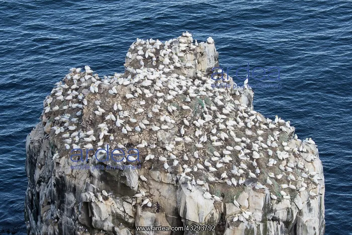 : Northern Gannet colony : Northern Gannet colony