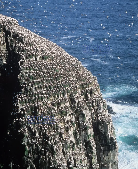 : NORTHERN GANNET COLONY : NORTHERN GANNET COLONY