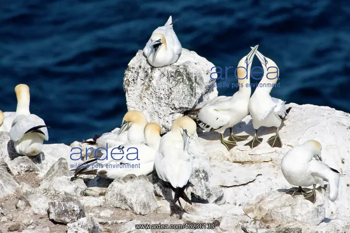 : Northern Gannet colony in northeastern Iceland : Northern Gannet colony in northeastern Iceland