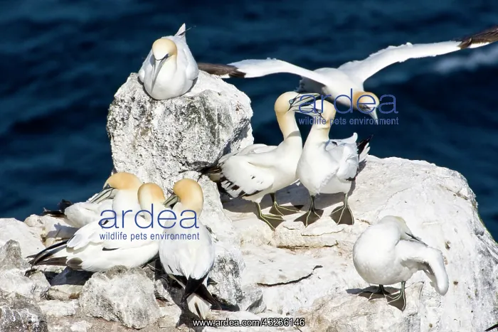: Northern Gannet colony in northeastern Iceland : Northern Gannet colony in northeastern Iceland