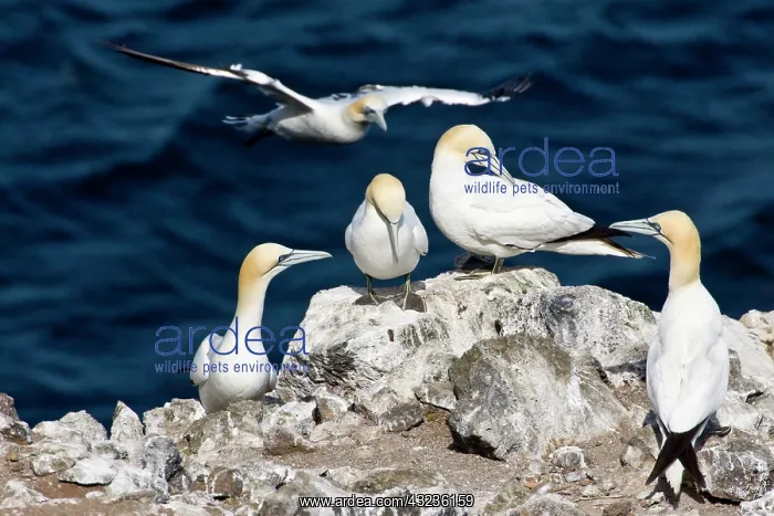 : Northern Gannet colony in northeastern Iceland : Northern Gannet colony in northeastern Iceland