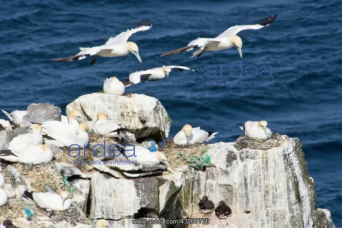 : Northern Gannet colony in northeastern Iceland : Northern Gannet colony in northeastern Iceland
