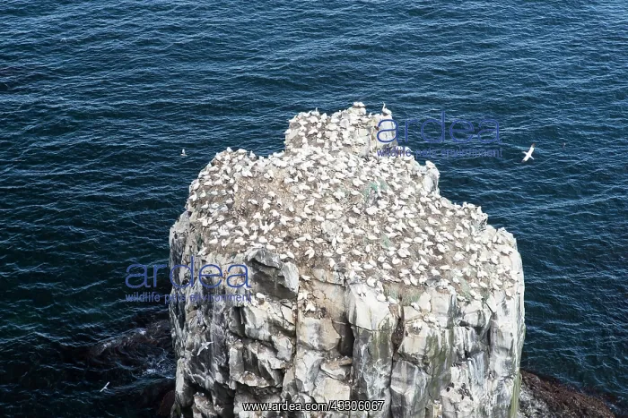 : Northern Gannet - colony at Stori Karl - Iceland : Northern Gannet - colony at Stori Karl - Iceland