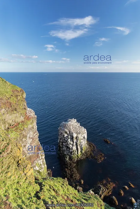 : Northern Gannet - colony at Stori Karl - Iceland : Northern Gannet - colony at Stori Karl - Iceland