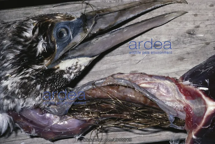 : Northern Gannet Dead from Fishnet Ingestion : Northern Gannet Dead from Fishnet Ingestion