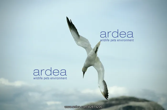 : Northern Gannet - diving for fish : Northern Gannet - diving for fish