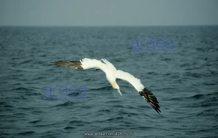 : Northern GANNET - diving for fish : Northern GANNET - diving for fish