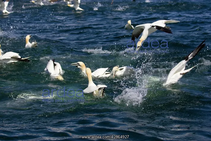 : Northern Gannet - Diving for fish : Northern Gannet - Diving for fish