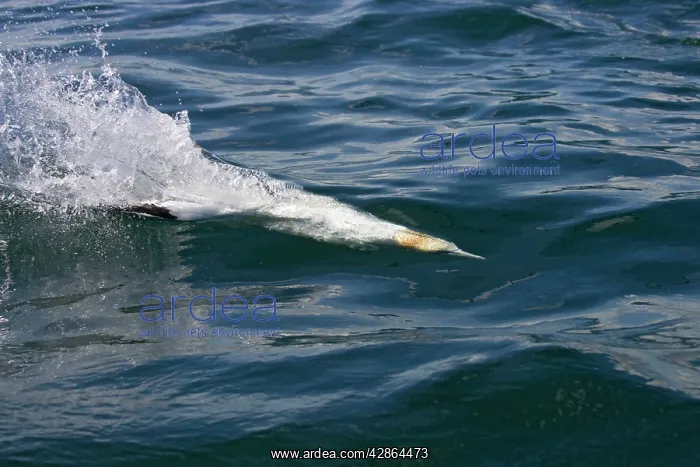 : Northern Gannet - Diving for fish just below the : Northern Gannet - Diving for fish just below the