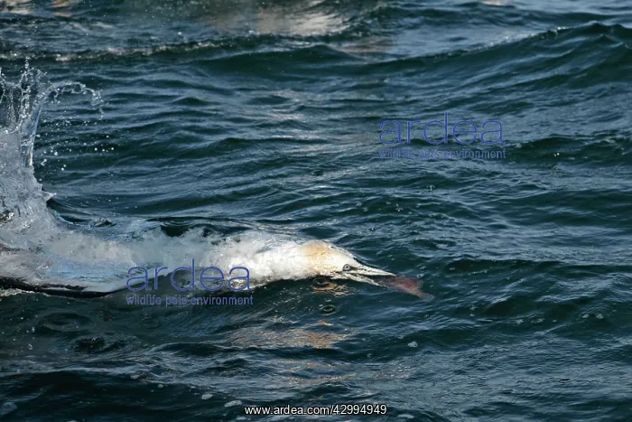 : Northern Gannet - diving for fish underwater Bass : Northern Gannet - diving for fish underwater Bass