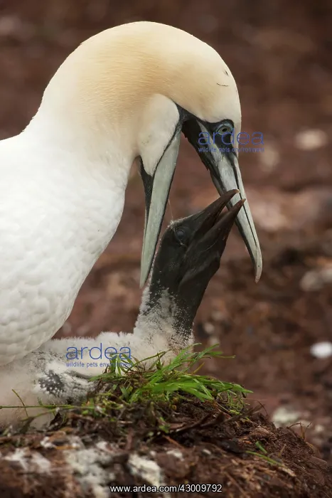 : Northern Gannet feeding young at nest : Northern Gannet feeding young at nest