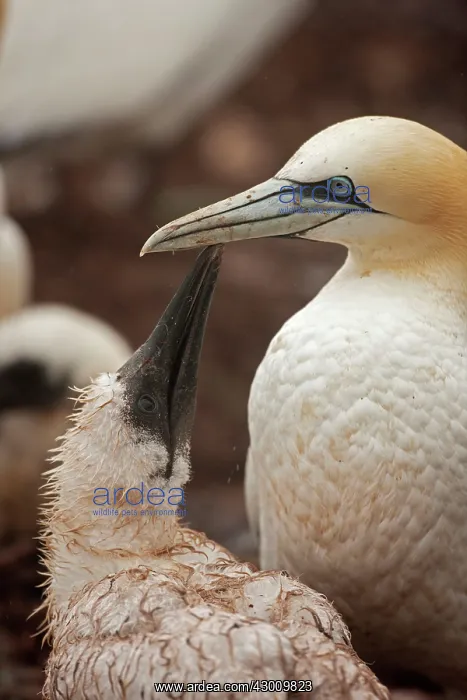 : Northern Gannet feeding young at nest : Northern Gannet feeding young at nest