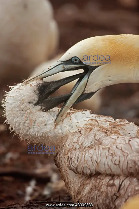 : Northern Gannet feeding young at nest : Northern Gannet feeding young at nest