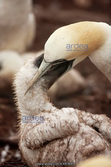 : Northern Gannet feeding young at nest : Northern Gannet feeding young at nest