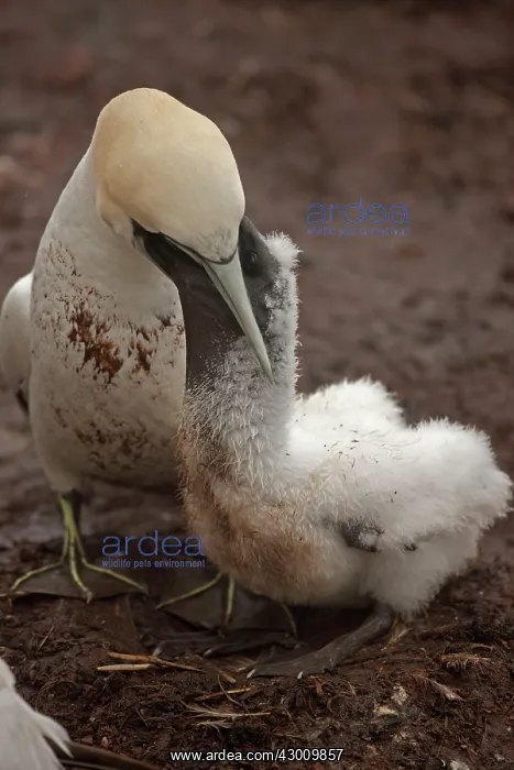 : Northern Gannet feeding young at nest : Northern Gannet feeding young at nest