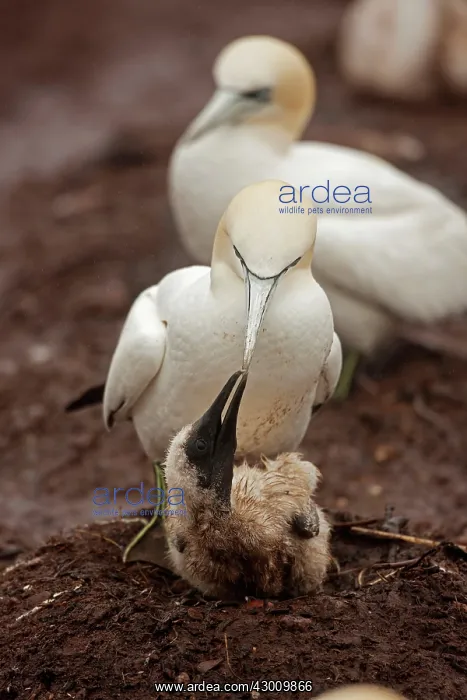 : Northern Gannet feeding young at nest : Northern Gannet feeding young at nest