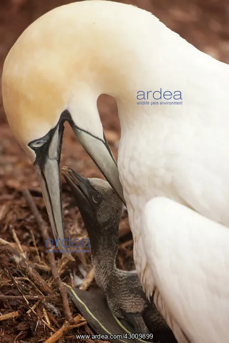 : Northern Gannet feeding young at nest : Northern Gannet feeding young at nest