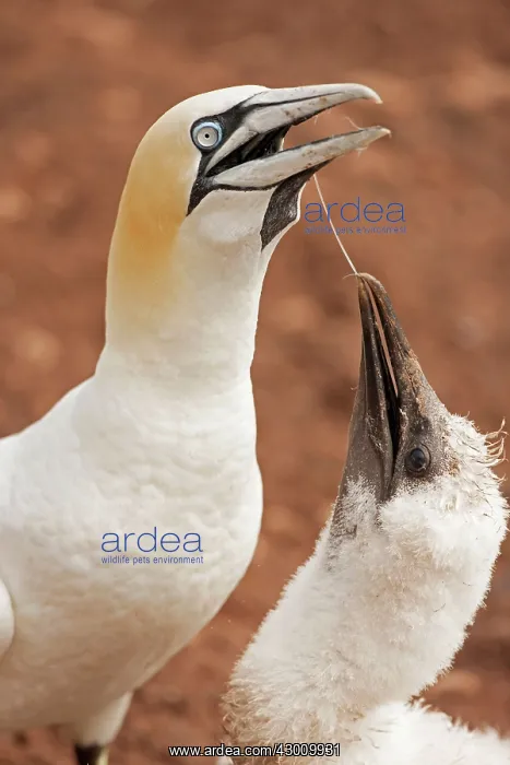 : Northern Gannet feeding young at nest : Northern Gannet feeding young at nest