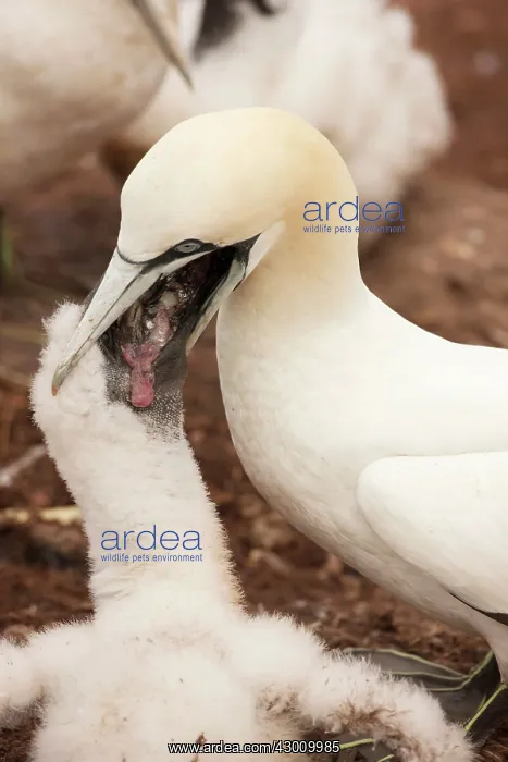 : Northern Gannet feeding young at nest : Northern Gannet feeding young at nest