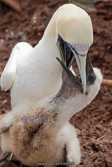 : Northern Gannet feeding young at nest : Northern Gannet feeding young at nest