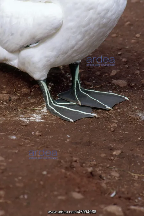 : Northern Gannet Feet : Northern Gannet Feet