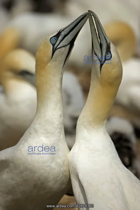 : Northern Gannet - Fencing - Pair bonding display : Northern Gannet - Fencing - Pair bonding display