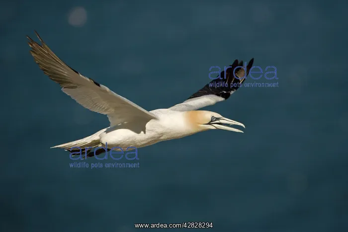 : Northern Gannet - In flight : Northern Gannet - In flight