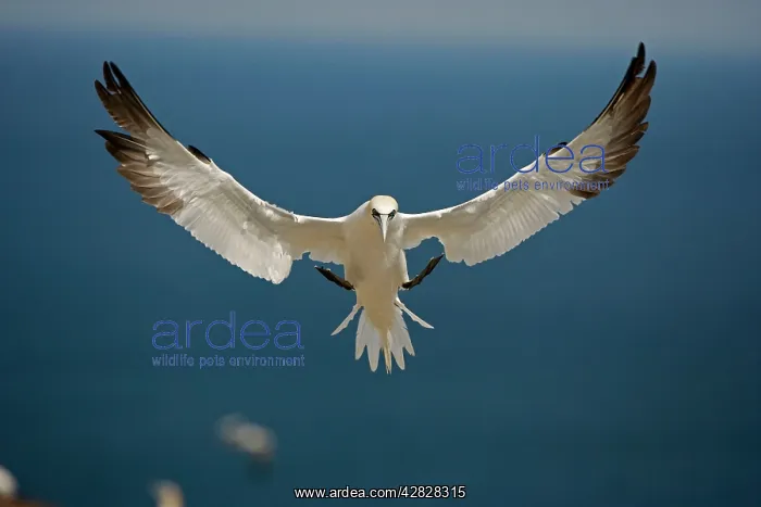 : Northern Gannet - In flight : Northern Gannet - In flight