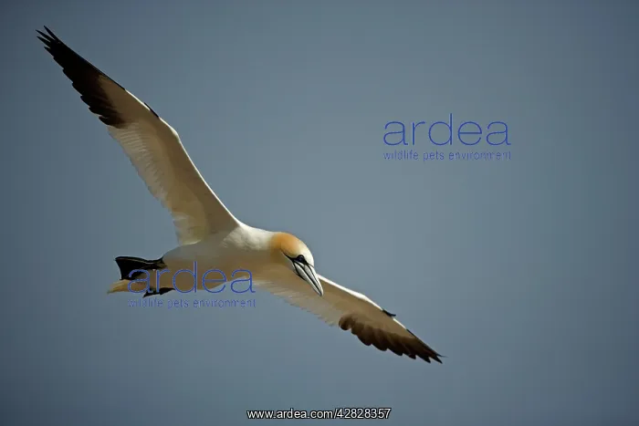 : Northern Gannet - In flight : Northern Gannet - In flight