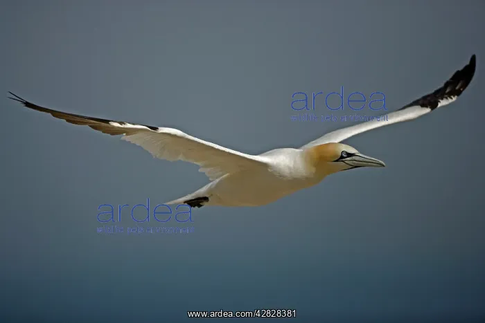 : Northern Gannet - In flight : Northern Gannet - In flight