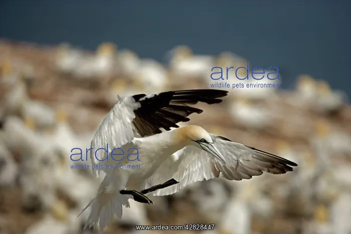 : Northern Gannet - In flight : Northern Gannet - In flight