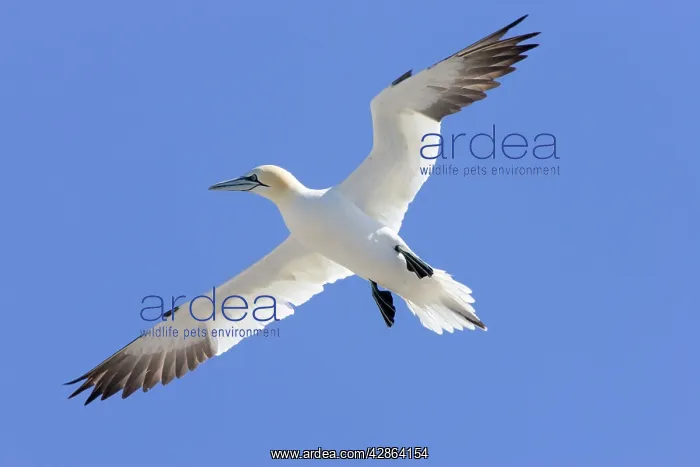 : Northern Gannet - In flight : Northern Gannet - In flight