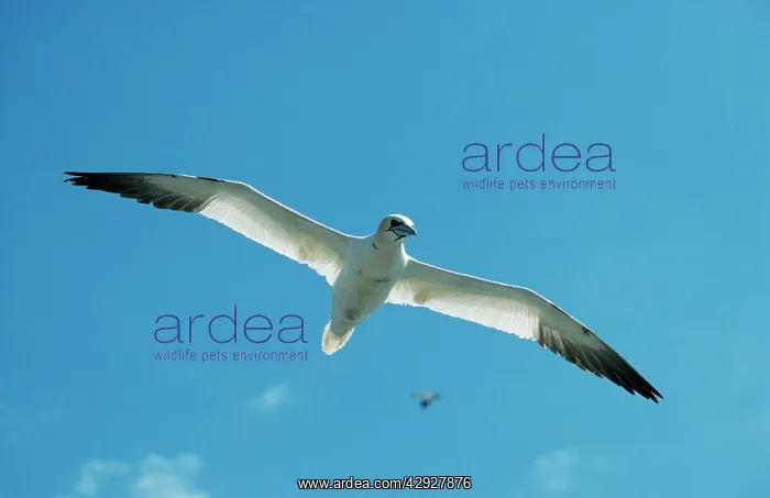 : Northern GANNET - in flight : Northern GANNET - in flight