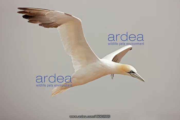: Northern Gannet in flight : Northern Gannet in flight