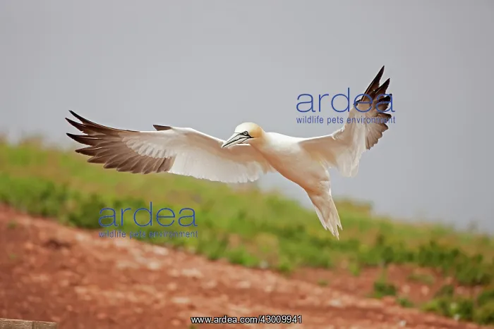 : Northern Gannet in flight : Northern Gannet in flight