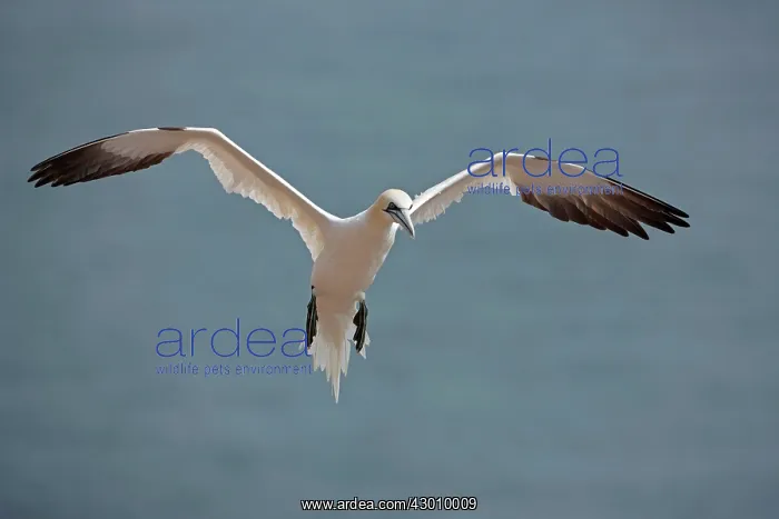 : Northern Gannet in flight : Northern Gannet in flight