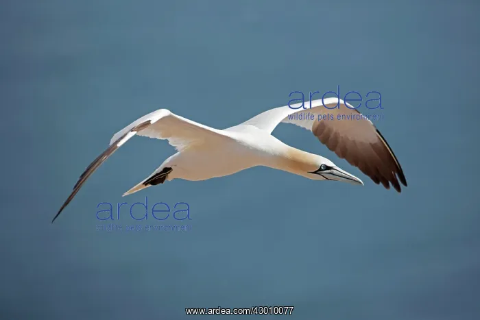 : Northern Gannet in flight : Northern Gannet in flight