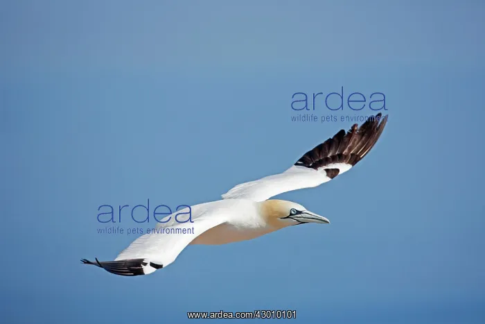 : Northern Gannet in flight : Northern Gannet in flight