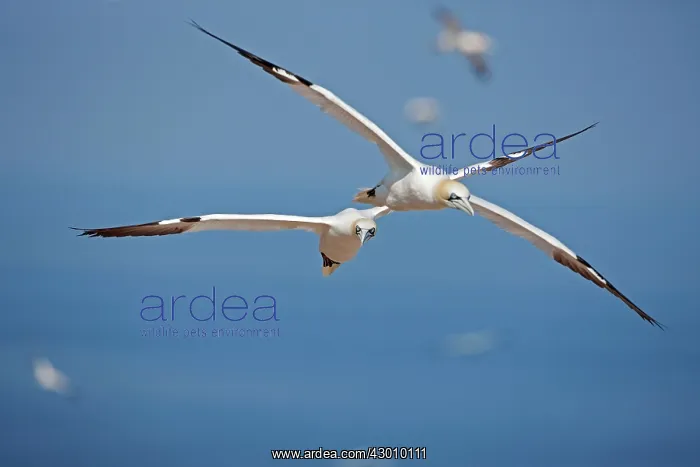 : Northern Gannet in flight : Northern Gannet in flight
