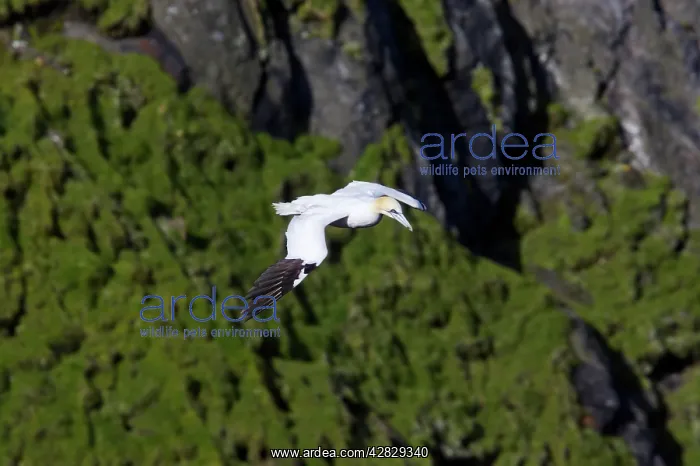 : Northern GANNET - in flight in front of cliffs : Northern GANNET - in flight in front of cliffs