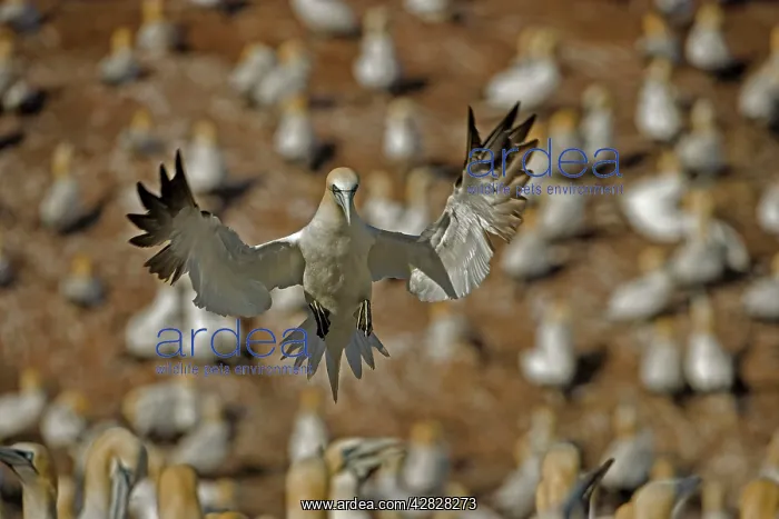 : Northern Gannet - In flight over colony with other : Northern Gannet - In flight over colony with other